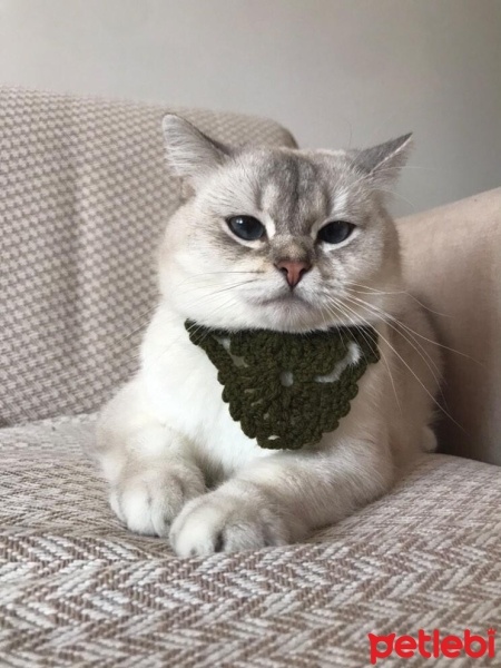 British Shorthair, Kedi  Lila fotoğrafı