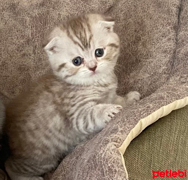 Scottish Fold, Kedi  Badem fotoğrafı