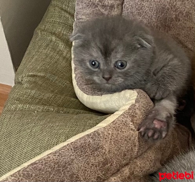 Scottish Fold, Kedi  Duman fotoğrafı