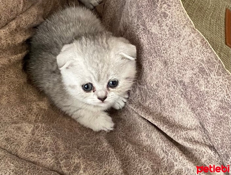 Scottish Fold, Kedi  Luna fotoğrafı