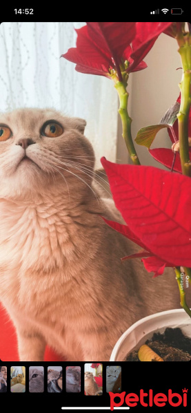 Scottish Fold, Kedi  Lucy fotoğrafı