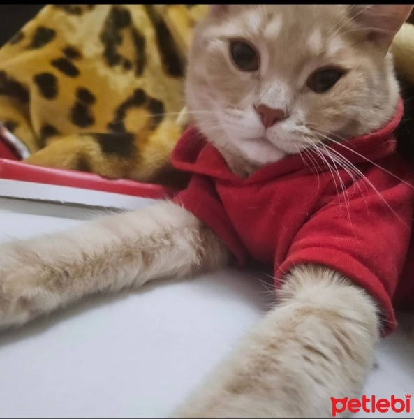 British Shorthair, Kedi  İrmik fotoğrafı