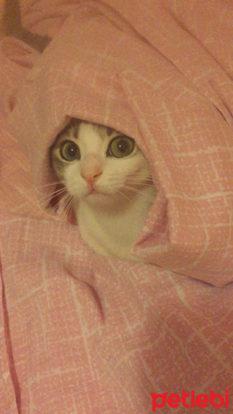 Soke, Kedi  Misha fotoğrafı