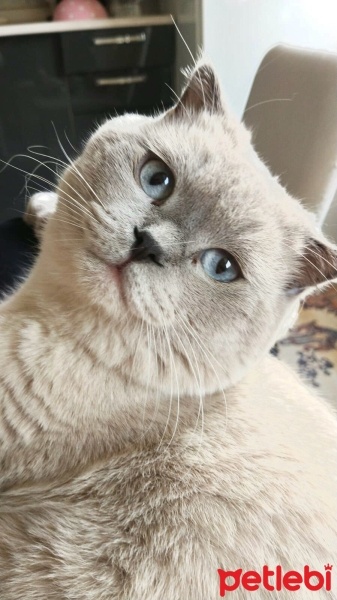 Scottish Fold, Kedi  Duman fotoğrafı