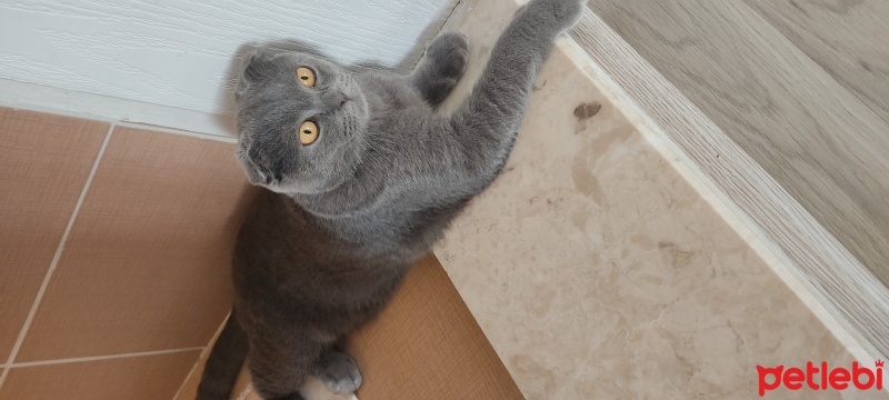 Scottish Fold, Kedi  Duman fotoğrafı