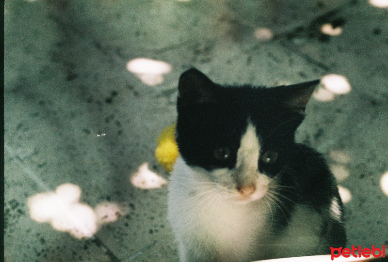 Tekir Kedi, Kedi  ceku fotoğrafı