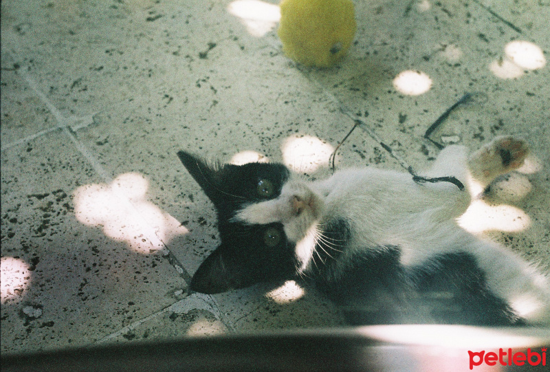 Tekir Kedi, Kedi  ceku fotoğrafı