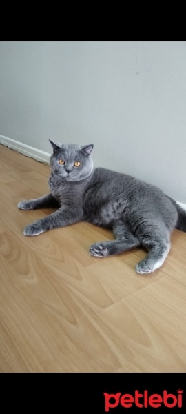 British Shorthair, Kedi  Çiko fotoğrafı