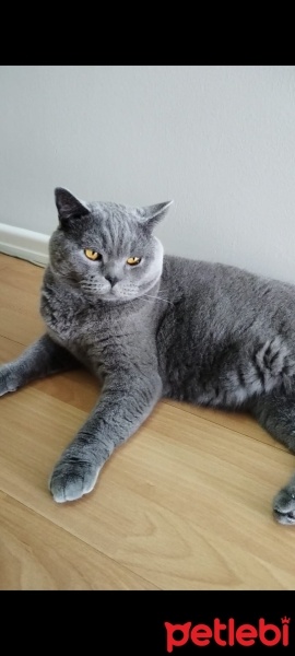 British Shorthair, Kedi  Çiko fotoğrafı