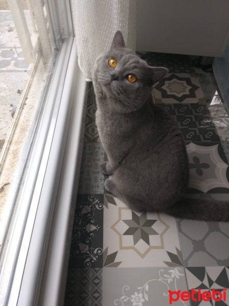 British Shorthair, Kedi  Çiko fotoğrafı