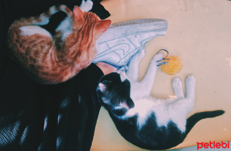 Tekir Kedi, Kedi  sushi fotoğrafı
