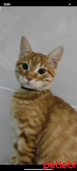 Tekir Kedi, Kedi  Sarı fotoğrafı