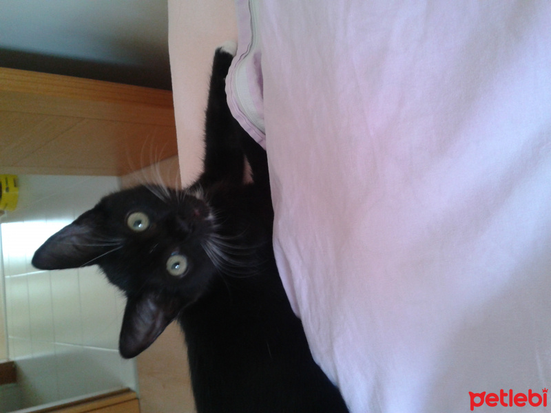 Tuxedo (Smokin) Kedi, Kedi  Zeytin fotoğrafı