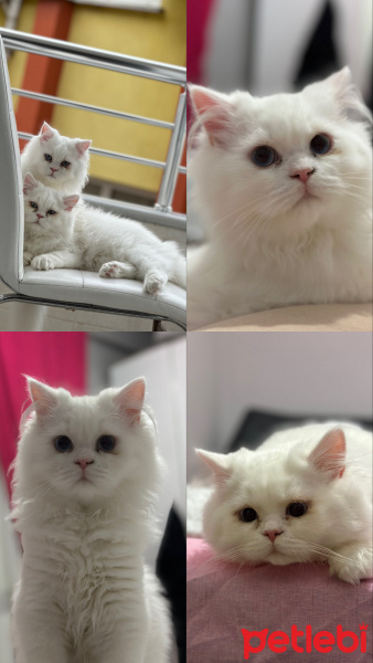 British Longhair, Kedi  Löppüş ile luppo fotoğrafı
