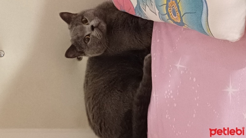 British Shorthair, Kedi  Mia fotoğrafı