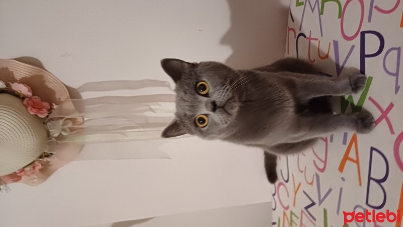 British Shorthair, Kedi  Mia fotoğrafı