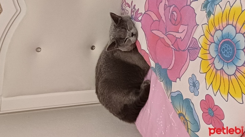 British Shorthair, Kedi  Mia fotoğrafı