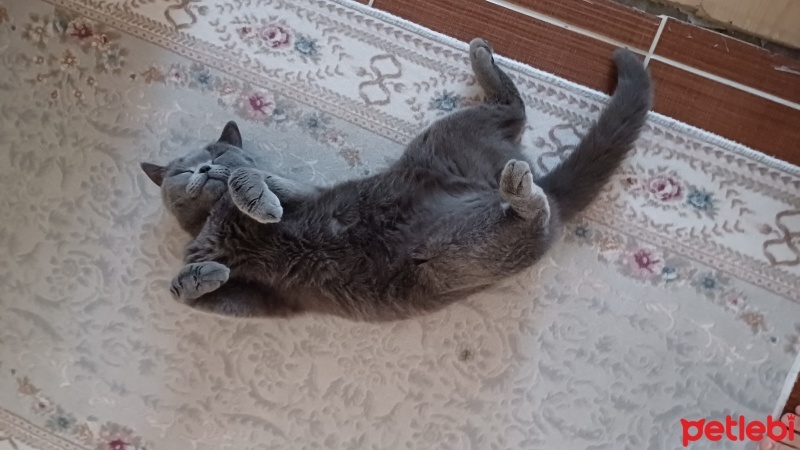 British Shorthair, Kedi  Mia fotoğrafı