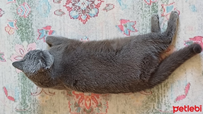 British Shorthair, Kedi  Mia fotoğrafı