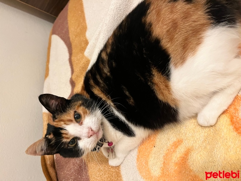 Tekir Kedi, Kedi  Pamuk fotoğrafı