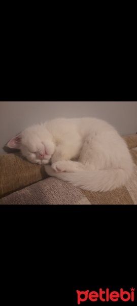 British Shorthair, Kedi  Mia fotoğrafı