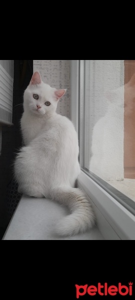British Shorthair, Kedi  Mia fotoğrafı