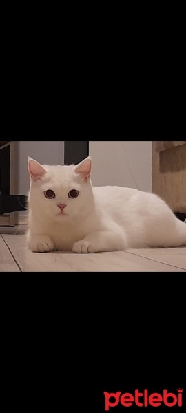 British Shorthair, Kedi  Mia fotoğrafı