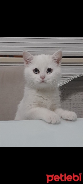 British Shorthair, Kedi  Mia fotoğrafı