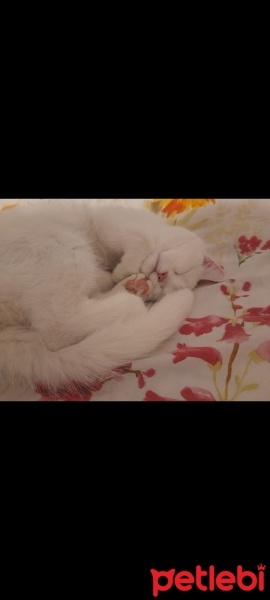 British Shorthair, Kedi  Mia fotoğrafı