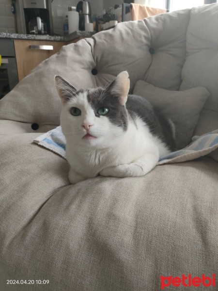 Tekir Kedi, Kedi  Duman fotoğrafı
