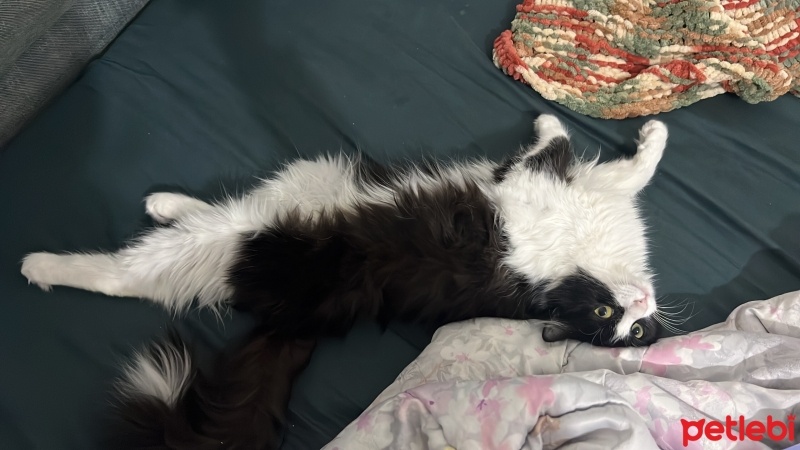 Tuxedo (Smokin) Kedi, Kedi  firuze fotoğrafı
