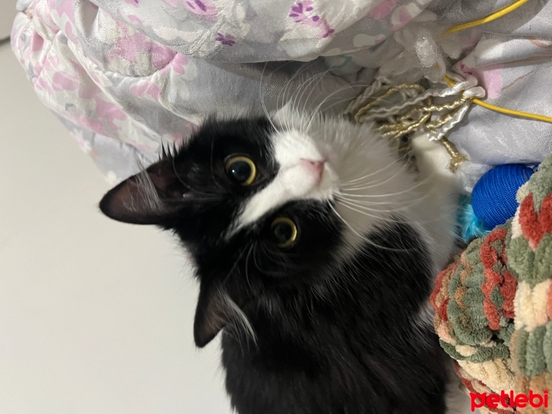 Tuxedo (Smokin) Kedi, Kedi  firuze fotoğrafı
