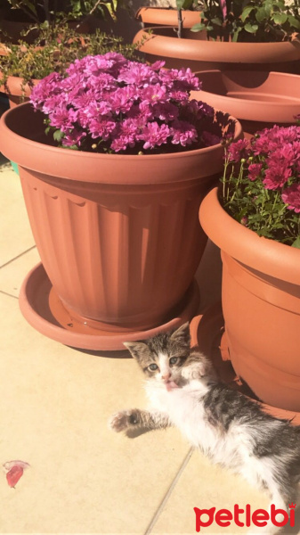 Tekir Kedi, Kedi  Leia fotoğrafı