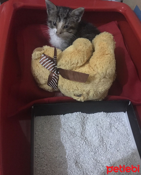 Tekir Kedi, Kedi  Leia fotoğrafı