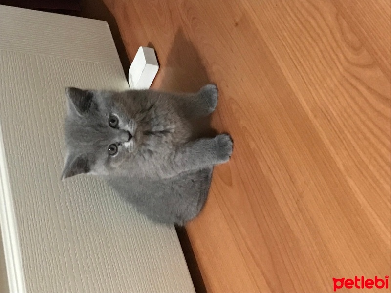 British Shorthair, Kedi  miya fotoğrafı