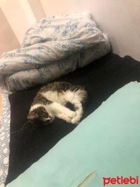 Tekir Kedi, Kedi  Şans fotoğrafı