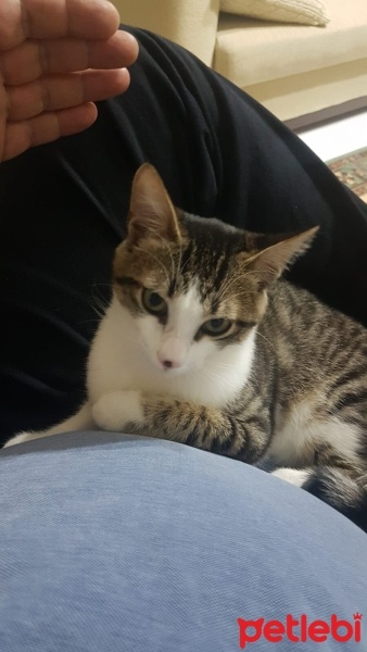 Tekir Kedi, Kedi  Bıdık fotoğrafı