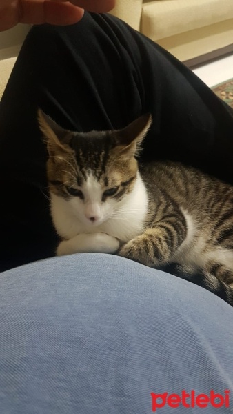 Tekir Kedi, Kedi  Bıdık fotoğrafı