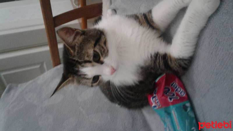 Tekir Kedi, Kedi  Patili fotoğrafı