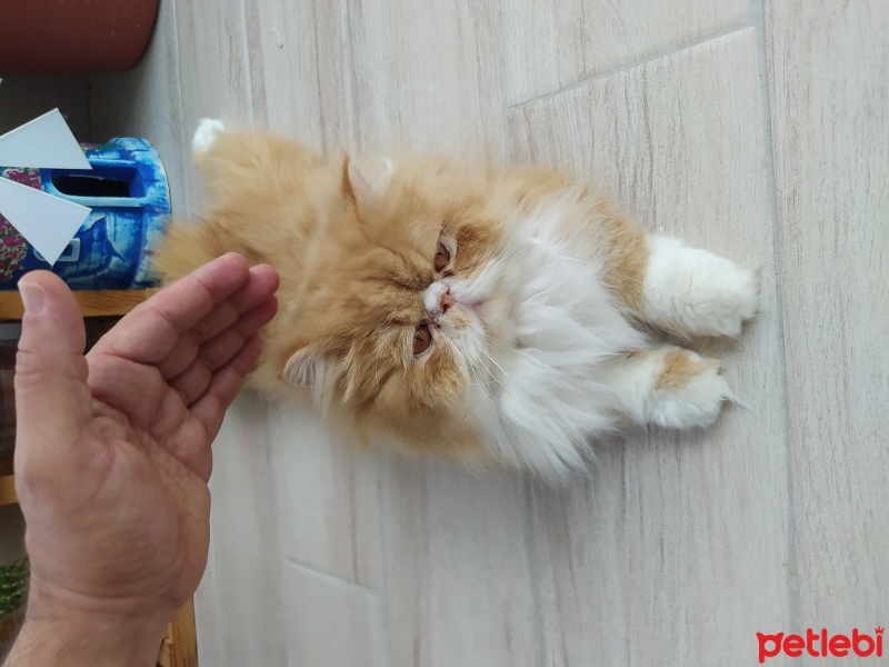 İran Kedisi (Persian), Kedi  Peri fotoğrafı