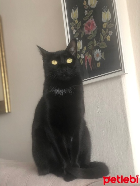 Bombay, Kedi  Şifa fotoğrafı
