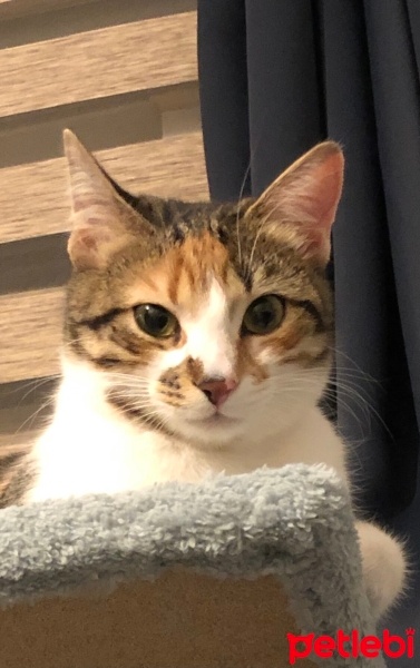 Tekir Kedi, Kedi  Bal fotoğrafı