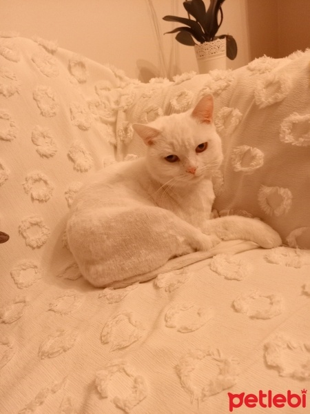 British Shorthair, Kedi  Pablo fotoğrafı