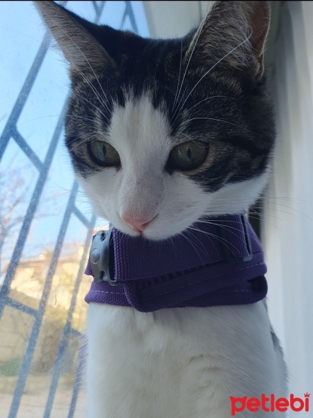 Tekir Kedi, Kedi  Mia fotoğrafı