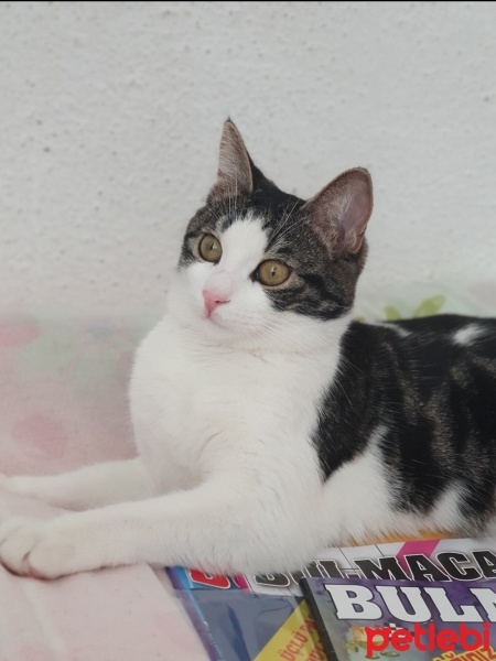 Tekir Kedi, Kedi  Mia fotoğrafı