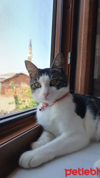 Tekir Kedi, Kedi  Mia fotoğrafı