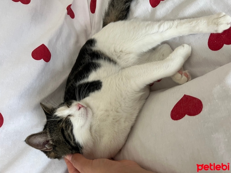 Tekir Kedi, Kedi  Mia fotoğrafı