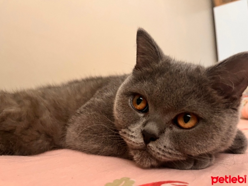 British Shorthair, Kedi  Mia fotoğrafı