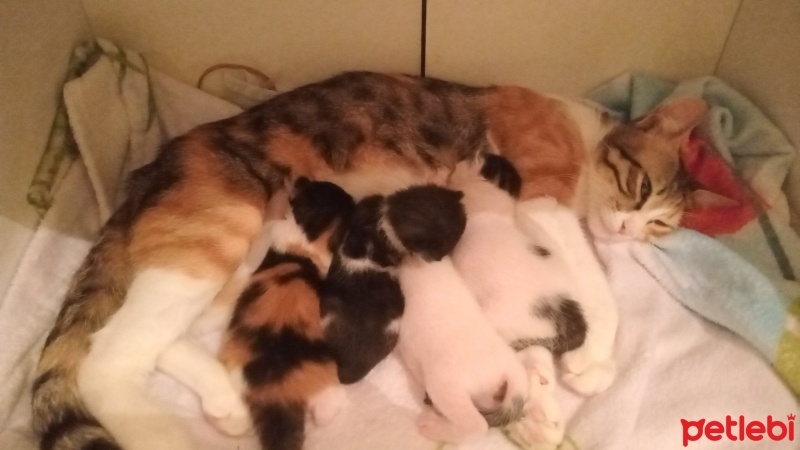 Tekir Kedi, Kedi  Henüz adları yok. fotoğrafı