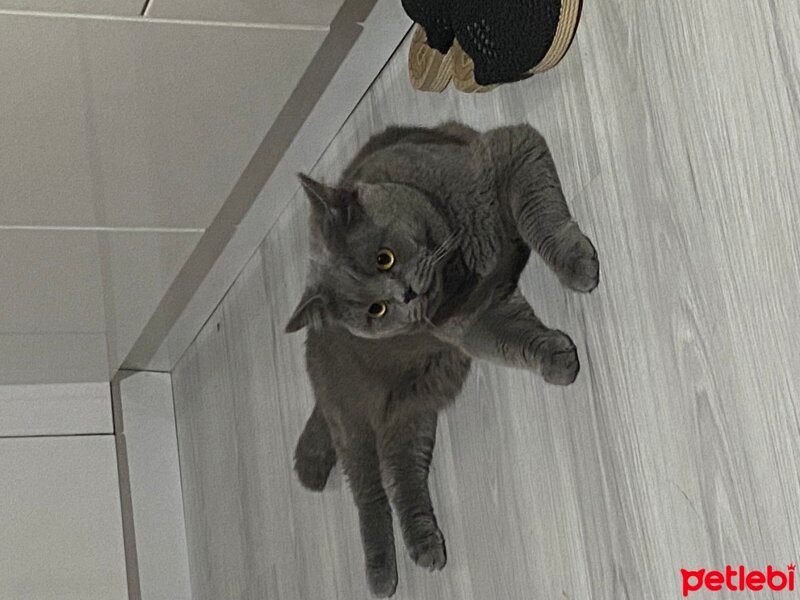 Brazilian Shorthair, Kedi  pablo fotoğrafı